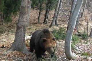 Na Slovensku útočil medvěd, zraněný muž skončil v nemocnici - Novinky